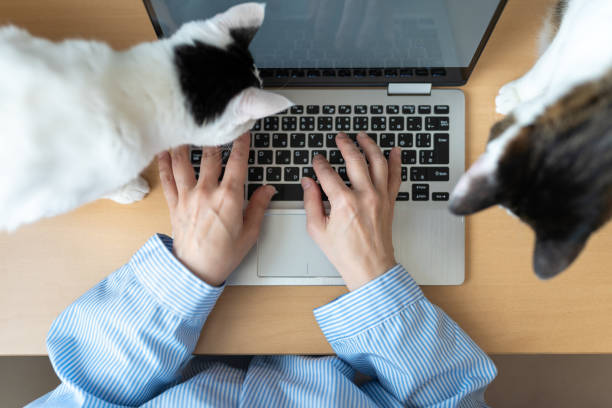Overhead view of Asian woman with cat using a computer