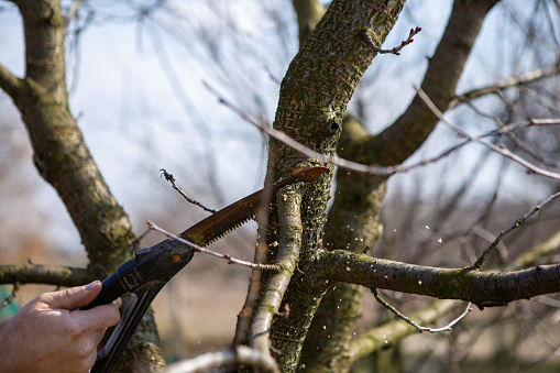 Closeup of a worker hand sawing a branch on a fruit tree. It's spring and it's a beautiful day in the orchard.