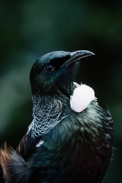 Close Up of a New Zealand Tui Bird Close up in a dark forest of a native New Zealand Tui Bird showing plumage honeyeater stock pictures, royalty-free photos & images