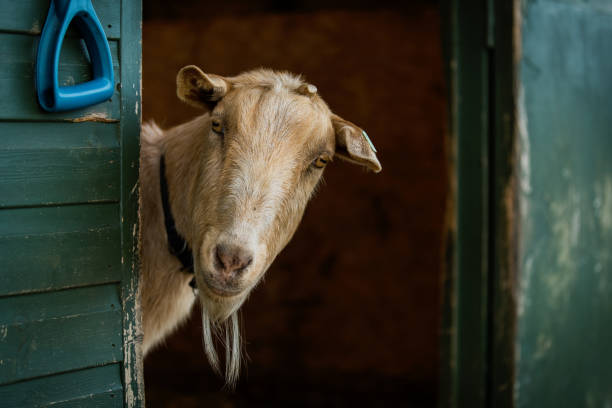 istock A friendly goat looking out of stable at the camera 1221976717