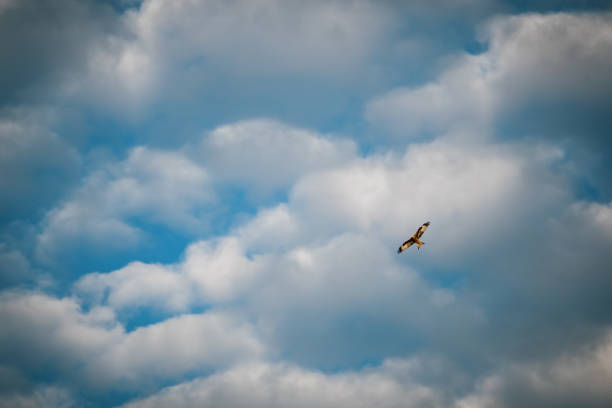 A British Red Kite bird flying solo in a wide open blue cloudy sky.