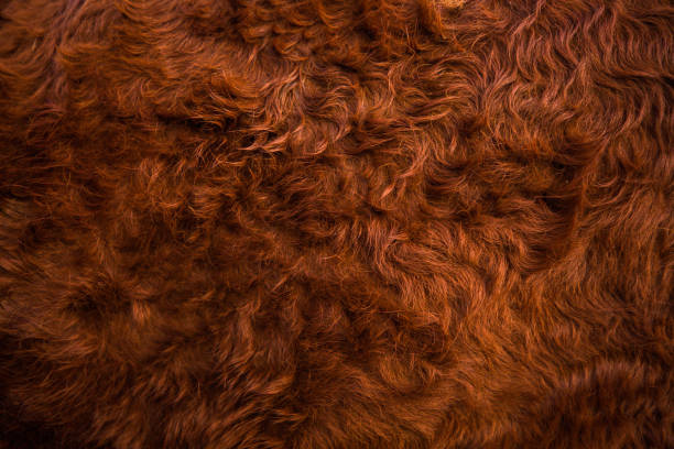 Natural fur of red polar fox closeup, may be used as background or texture