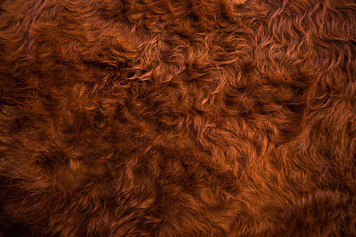 Extreme close up of a cows hairy brown fur coating