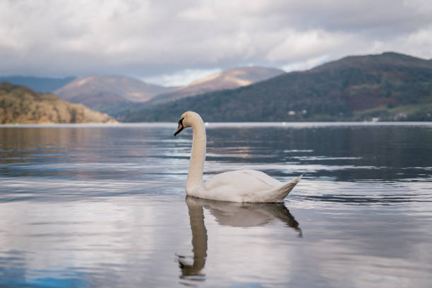 A white swan swimming in a clear still lake with mountain in background stock photo
