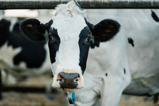 A cow in a holding pen looking through bars stock photo