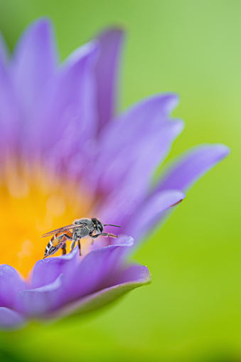 Close up or macro  bee on a purple lotus