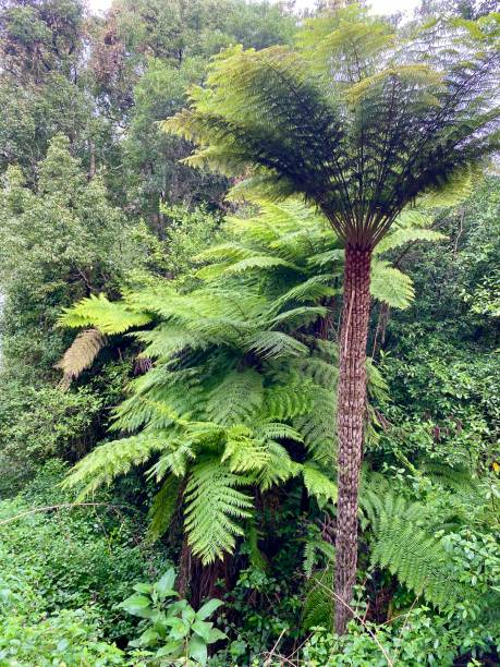 istock Tree Ferns in Sub-Tropical Rainforest 1221978438