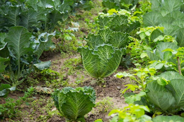 istock Organic farm in north region spain 1221978447
