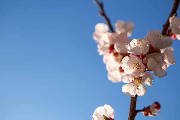 A twig with beautiful cherry blossoms lit by the sun's rays. It's a beautiful spring day and the blue sky is behind.