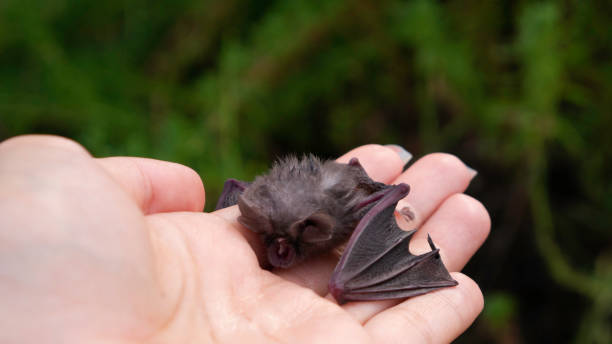 istock Baby bat in the woman's hand. 1221978739