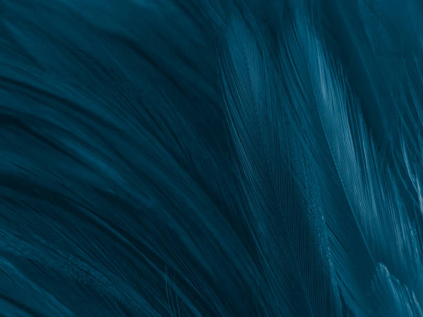 istock Beautiful abstract colorful white and blue feathers on white background and soft white feather texture on blue pattern and blue background, feather background, blue banners 1221978962