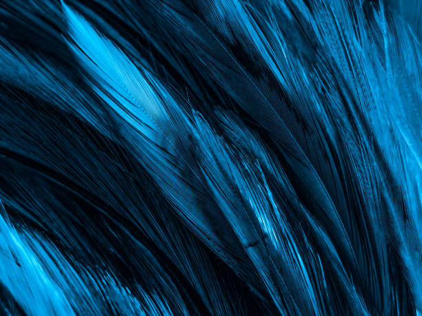 istock Beautiful abstract colorful white and blue feathers on white background and soft white feather texture on blue pattern and blue background, feather background, blue banners 1221979104