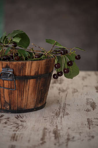 Cut out of a wooden water bucket placed on the table and filled with picked sour cherries with several of them hanging of the picked tree branch.