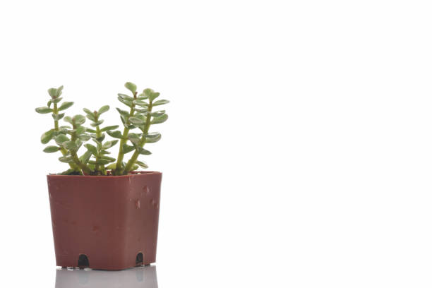 istock Close-up succulents plant with water drop on white background 1221980203