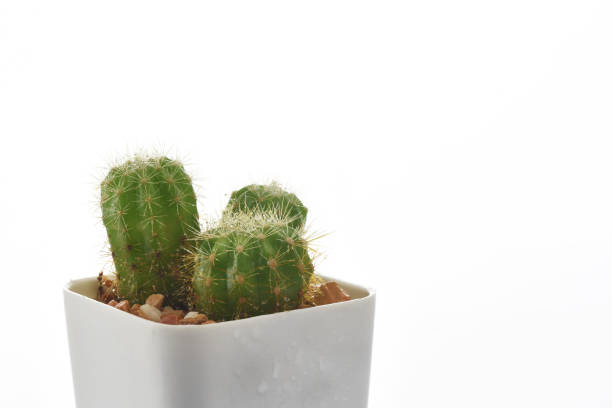 istock Close-up succulents plant with water drop on white background 1221980227