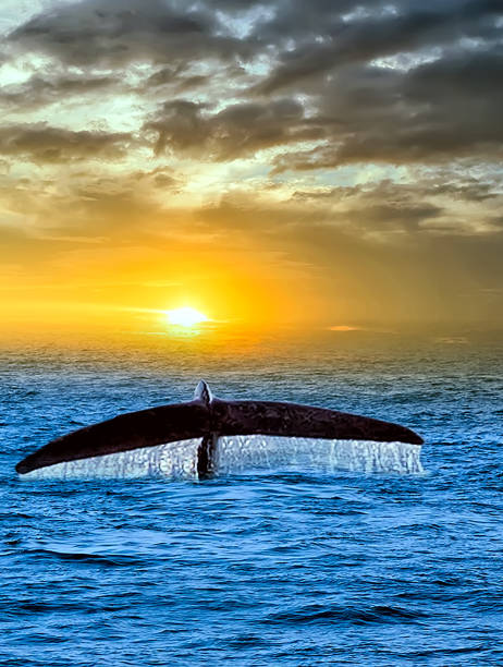 Whale large tail humpback Jumping in the ocean scenic Sunset Dawn Sunrise Whale large Tail Humpback Falls water Jumping in the ocean scenic Sunset Dawn Sunrise, Mirissa wildlife indian ocean Sri Lanka blue whale tail stock pictures, royalty-free photos & images