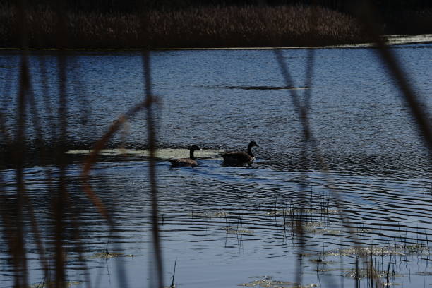 istock Nature Reserve Water Land Animals Calm 1221983048