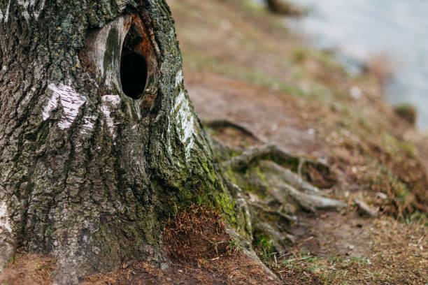 istock Spring time 2020, nature is waking up. Big tree with tree hollow, big roots of the tree. 1221983081