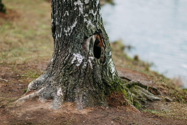 istock Spring time 2020, nature is waking up. Big tree with tree hollow, big roots of the tree. 1221983085