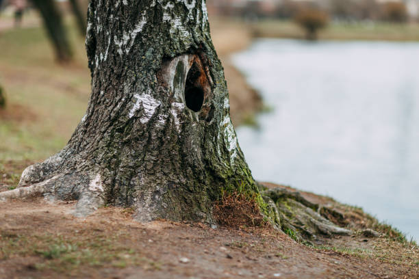 istock Spring time 2020, nature is waking up. Big tree with tree hollow, big roots of the tree. 1221983090