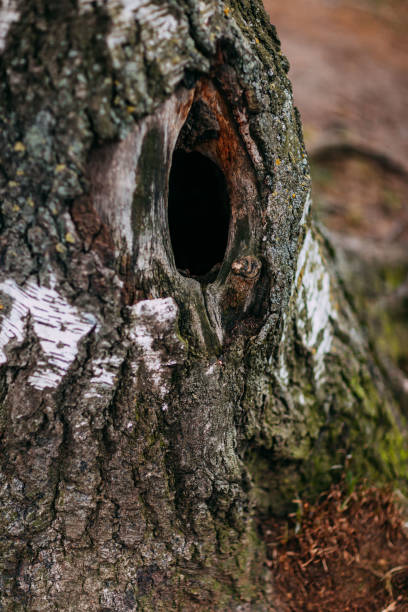 istock Spring time 2020, nature is waking up. Big tree with tree hollow, big roots of the tree. 1221983099
