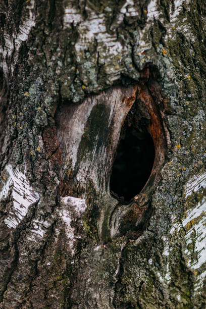istock Spring time 2020, nature is waking up. Big tree with tree hollow, big roots of the tree. 1221983104