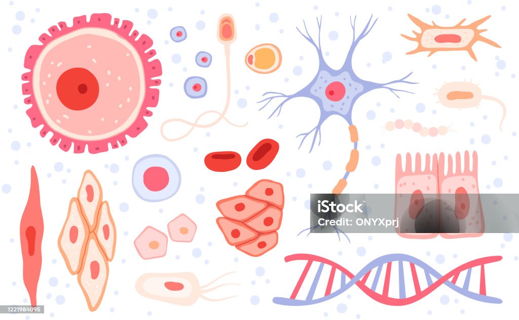 Kolekce buněk. Struktura lidské krve mikro typy anatomie vědecké vektorové sběrné buňky set - Bez autorských poplatků Mobilní telefon - Telefon vektorové obrázky Kolekce buněk. Struktura lidské krve mikro typy anatomie vědecké vektorové sběrné buňky set - Bez autorských poplatků Mobilní telefon - Telefon vektorové obrázky