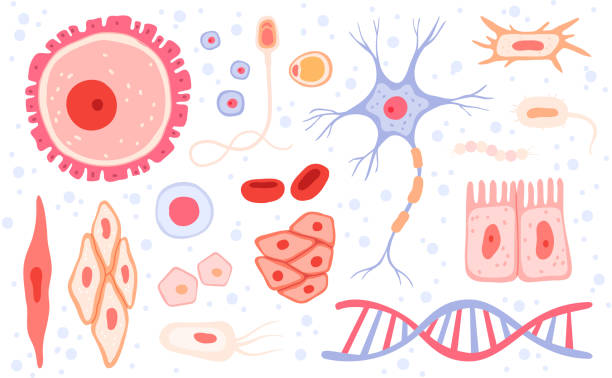 сбор ячеек. человеческая структура крови микро типов анатомии науки вектор сбора клеток набор - immune cell stock illustrations