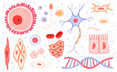 istock Cells collection. Human blood structure micro types of anatomy science vector collection cells set 1221984095
