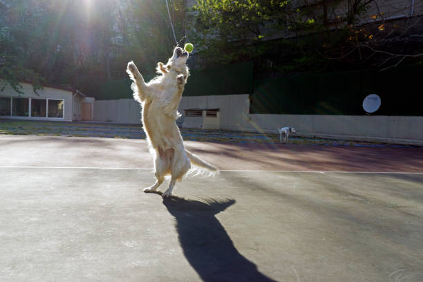 istock Dogs playing in the park 1221984165