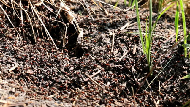 Red ants in a forest anthill.