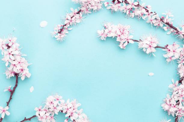 istock Cherry tree blossom. April floral nature and spring sakura blossom on soft blue background. Banner for 8 march, Happy Easter with place for text. Springtime concept. Top view. Flat lay. 1221984808