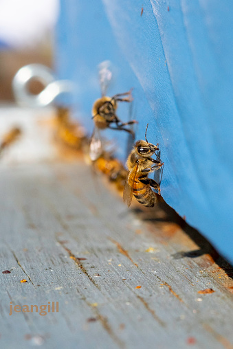 The honeybee flying onto the entrance board, with no is in sharp focus. Most of the worker honeybees are entering the hive with yellow pollen sacs but some fly home empty-legged.