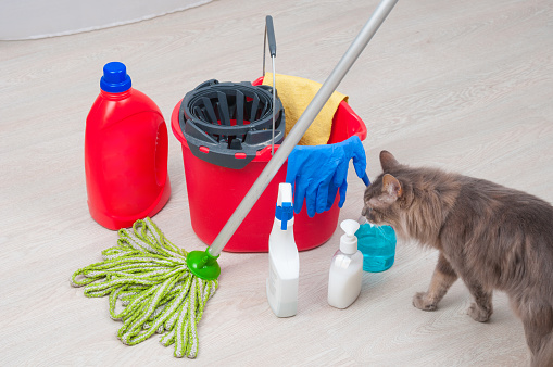 House cleaning with cat. Bucket with rubber gloves, chemical bottles and mopping stick