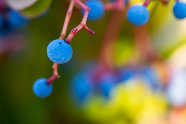 Close up shot of raw currants on the branches on a green background.
