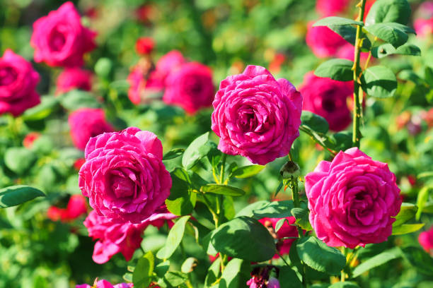 istock Blooming garden, bushes of pink roses 1221987357