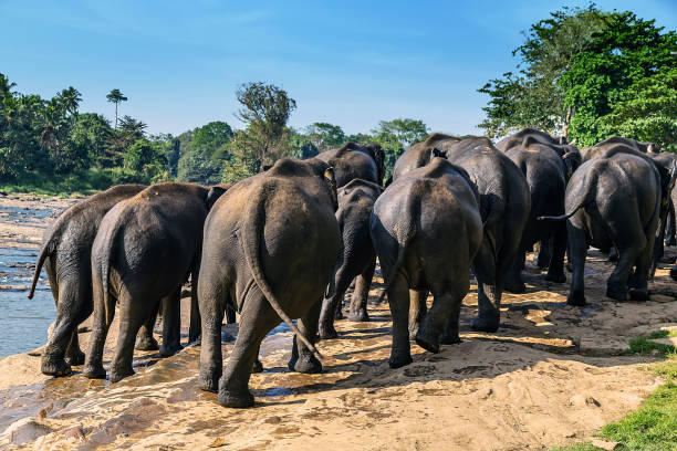 istock Elephant wild animals Pinnawela Sri Lanka 1221987688