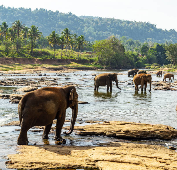 istock Elephant wild animals Pinnawela Sri Lanka 1221987713