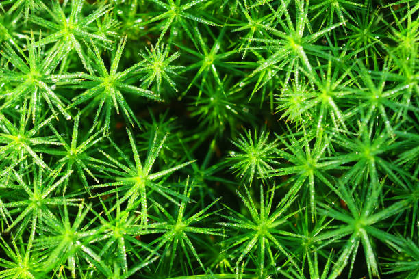 istock Polytrichum commune covered on dew, top view. Natural green background. Forest floor, decorative mossy surface, close-up 1221989346