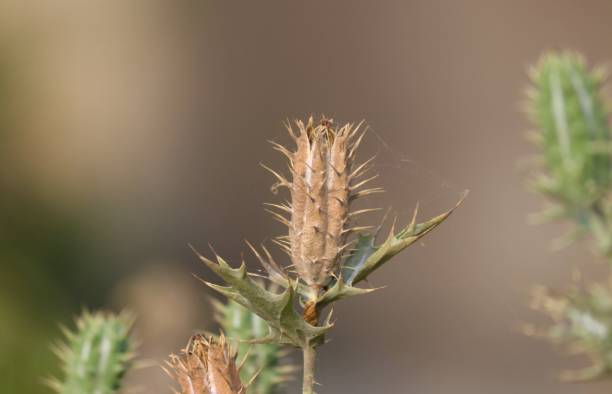 istock Mexican Prickly Poppy, Flowering Thistle or Cardosanto with Selective Focus 1221990477
