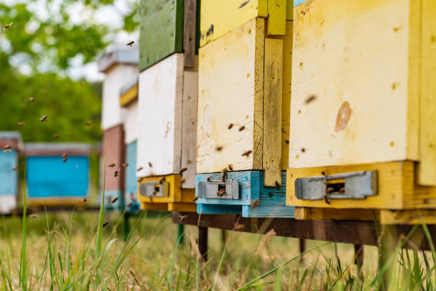 istock Rural wooden beehives on meadow. 1221990728