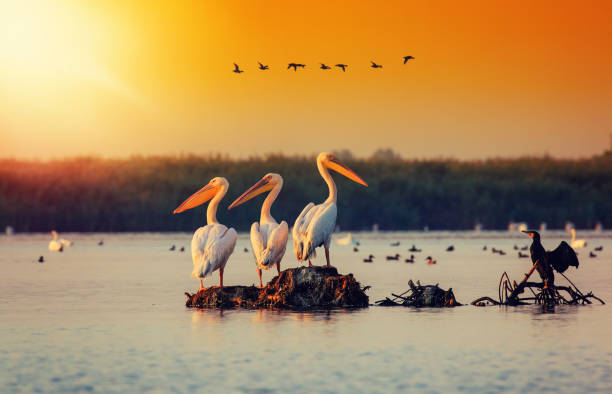 colonie de pélican dans le delta du danube roumanie. coucher de soleil - fleuve danube photos et images de collection