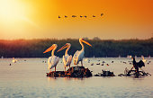 Pelican colony in Danube Delta Romania. Sunset