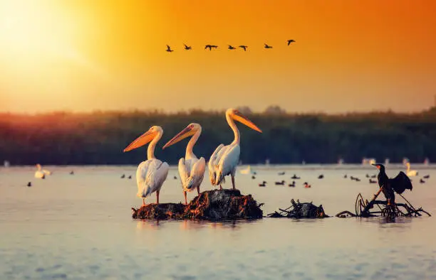 Photo of Pelican colony in Danube Delta Romania. Sunset