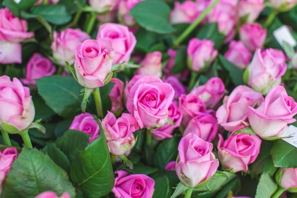 istock Rose Aqua variety on a bush 1221991203