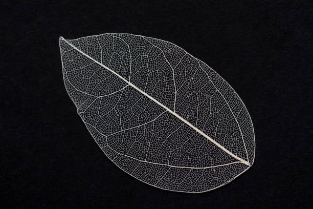 Skeletonized leaf of a plant. Natural materials for crafts. Top view with copy space, flat lay
