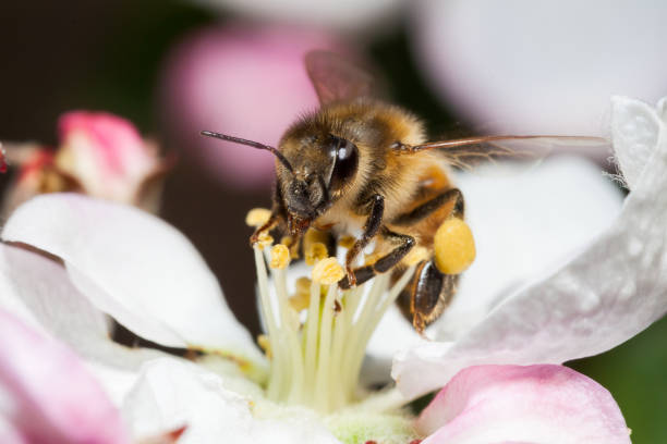 Bee on flower stock photo