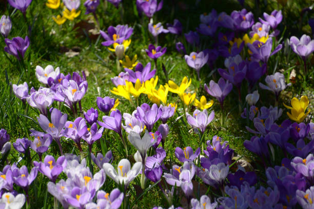 istock purple and yellow crocuses flowering on a crocus meadow in spring 1221993955