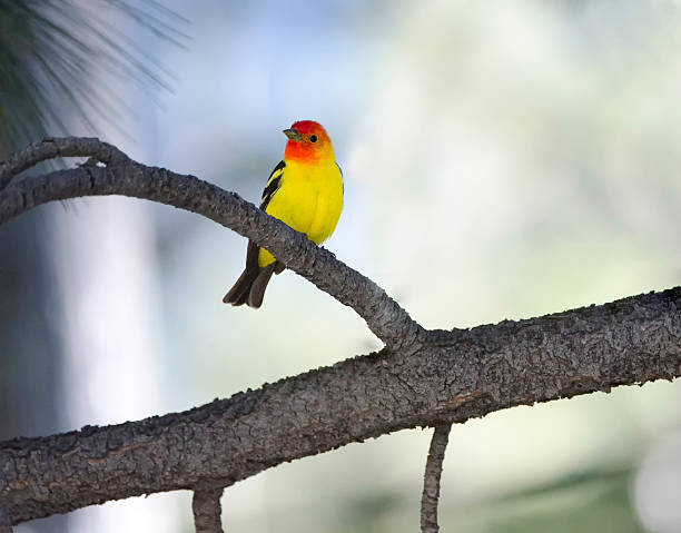 Male Western Tanager Male Western Tanager (Piranga Iudoviciana) perched on the branch of a pine tree in the Eastern Sierra Nevada Mountains in California. piranga ludoviciana stock pictures, royalty-free photos & images