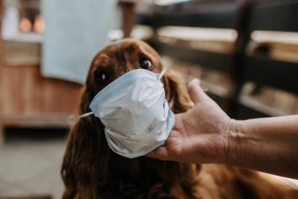 istock dog with a protective mask on his face 1221997232